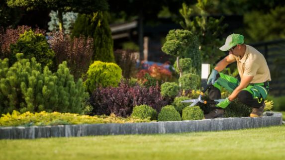 10 perfect plants for softscape landscaping in riyadh’s climate