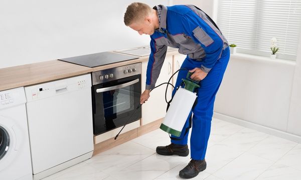 expert wildlife removal services in atlanta, ga elite pests control
