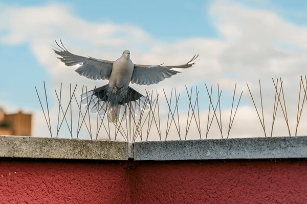 Bird Control & Management