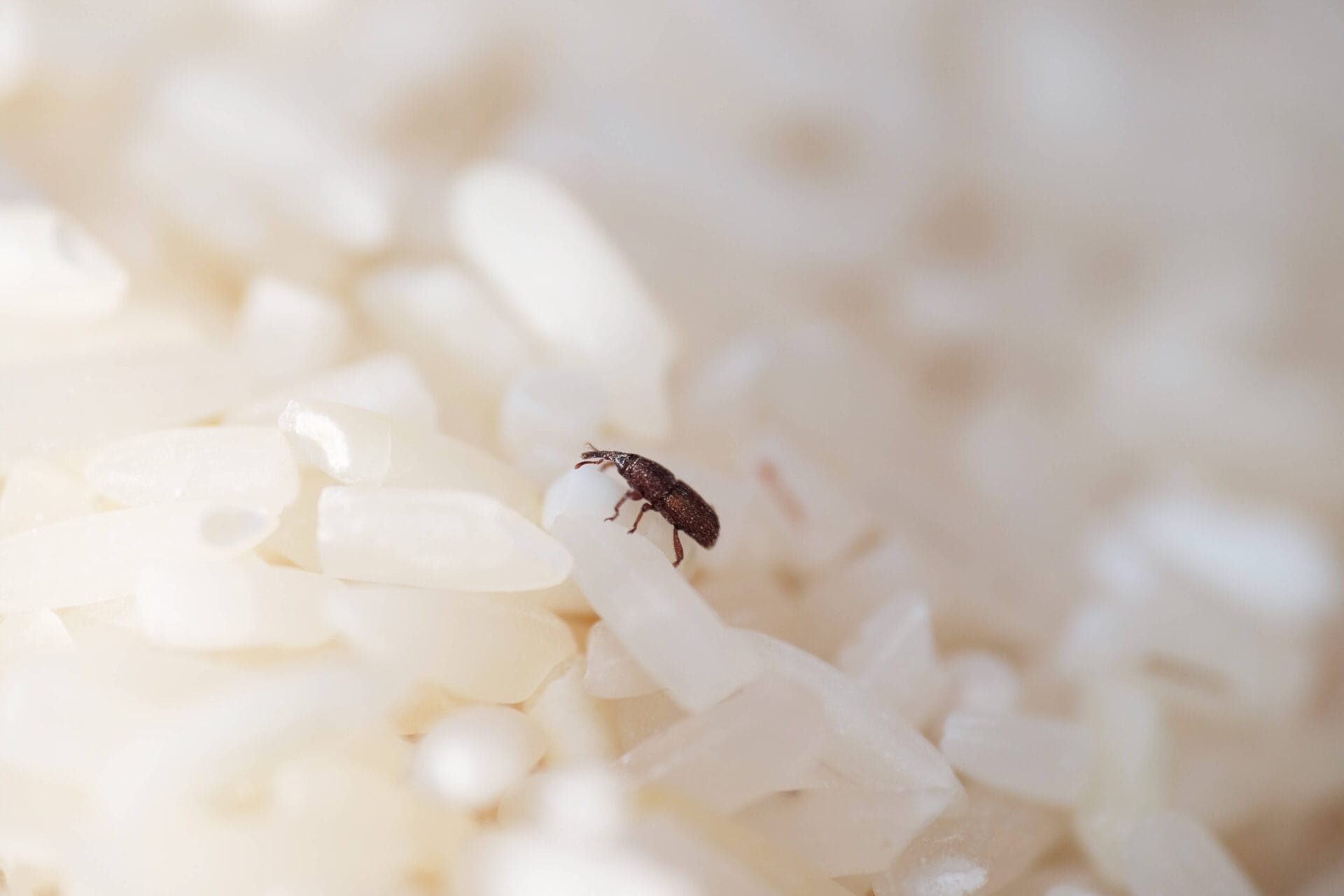 Stored Product Insect Control
